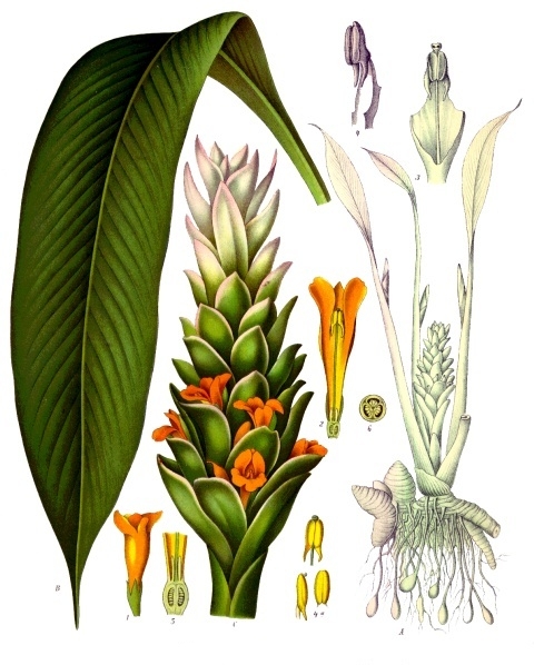 Curcuma