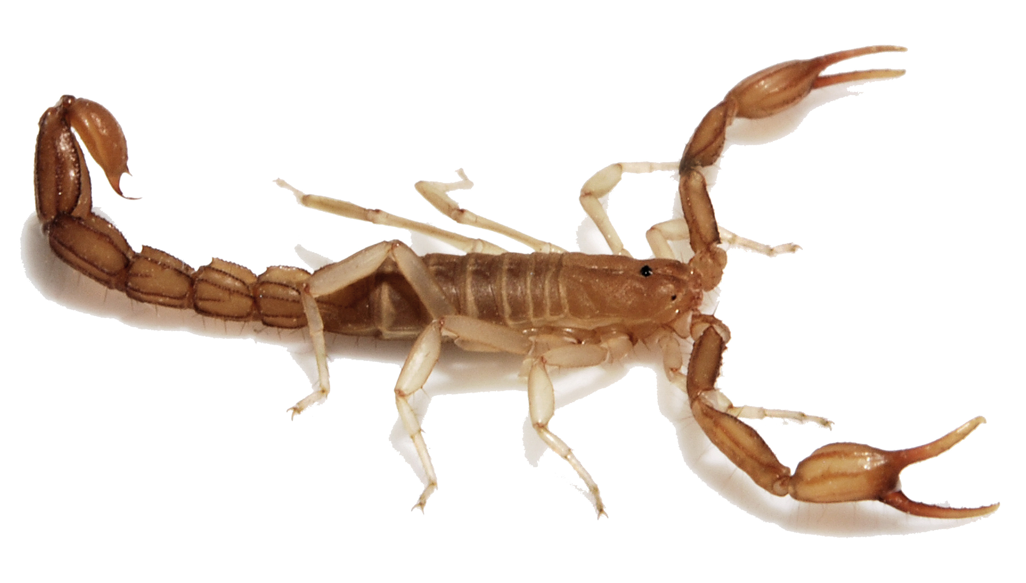 Scorpion