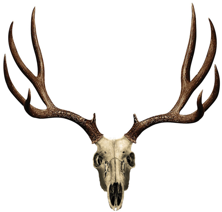 Deer Antlers Wall Decal A09