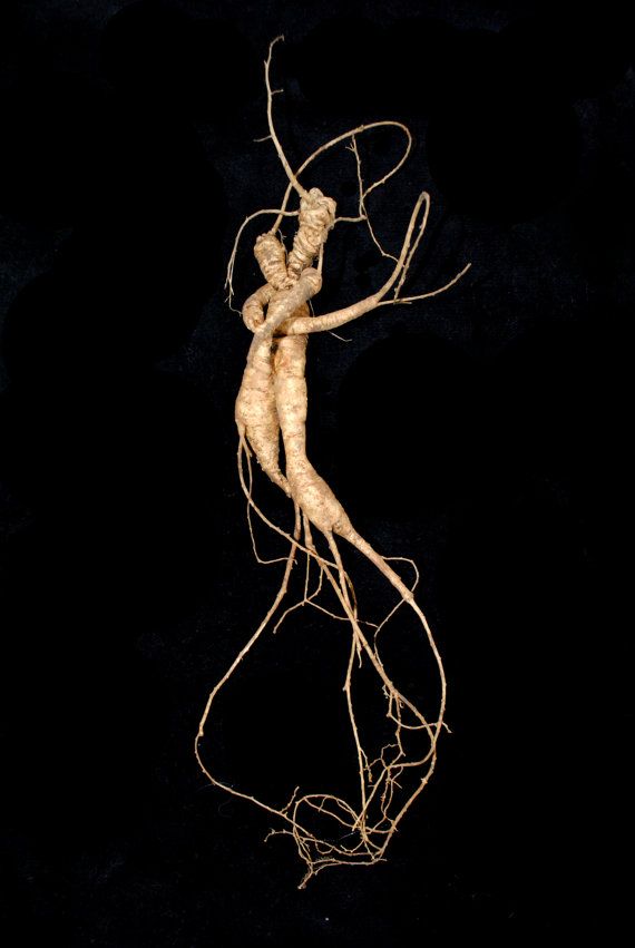 Feminine Man Root.jpg.838x0 Q80