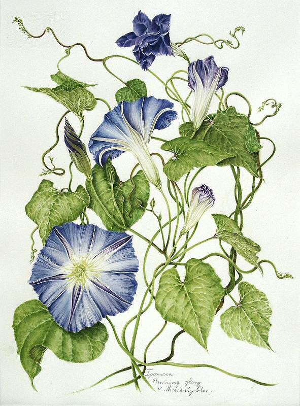 Morning Glory Illustration